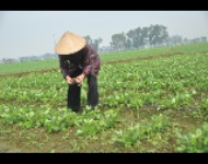 Gần 5 tỷ đồng doanh thu tại Hội chợ nông nghiệp và làng nghề Hà Nội năm 2013