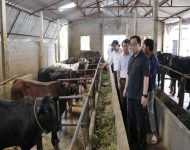 Bí thư Thành ủy Hà Nội thăm và kiểm tra mô hình sản xuất nông nghiệp tại huyện Ba Vì