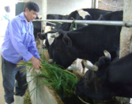 Hội nghị triển khai thí điểm bảo hiểm nông nghiệp cho bò sữa tại xã Vân Hòa – Ba Vì