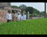 Kết quả bước đầu triển khai Thí điểm Bảo hiểm nông nghiệp tại Thành phố Hà Nội