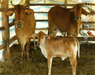 Hội nghị Tổng kết công tác thụ tinh nhân tạo bò năm 2012