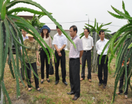 Lãnh đạo Sở Nông nghiệp & PTNT Hà Nội thăm mô hình khuyến nông và làm việc với Trạm Khuyến nông Ba Vì