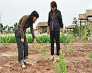 Bàn giao cây giống và hướng dẫn kỹ thuật trồng đào  tại quận Long Biên