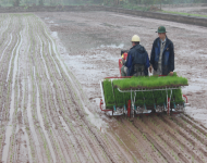 Huyện Thường Tín triển khai mô hình máy cấy lúa vụ xuân năm 2013