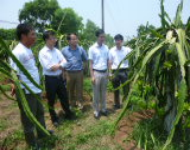 Đoàn cán bộ 2 huyện Văn Chấn và Yên Bình, tỉnh Yên Bái thăm quan  mô hình thanh long ruột đỏ tại Hà Nội