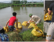 Trung tâm Khuyến nông Hà Nội giao cá giống cho mô hình  khuyến nông thủy sản năm 2013