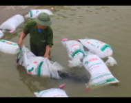 Trung tâm khuyến nông Hà Nội cấp cá giống mô hình thuỷ sản tại huyện Ứng Hòa