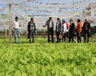 Trung tâm Khuyến nông Hà Nội tổ chức tập huấn sản xuất rau an toàn theo hướng VietGAP