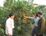 Tham quan vùng chuyển đổi trồng cây ăn quả tại huyện Hoài Đức và Thanh Oai
