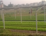 Huyện Ba Vì : Chuyển đổi cơ cấu cây trồng vật nuôi được hơn 1.700 ha sau dồn điền đổi thửa