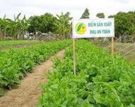 Hà Nội đầu tư 40 tỷ đồng xây dựng vùng sản xuất rau an toàn