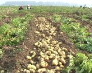 Hội thảo đầu bờ mô hình trồng khoai tây bằng phương pháp làm đất tối thiểu vụ Đông năm 2014