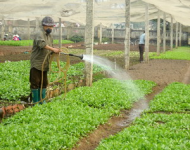 Tổng diện tích sản xuất rau an toàn Hà Nội đạt 5000 ha