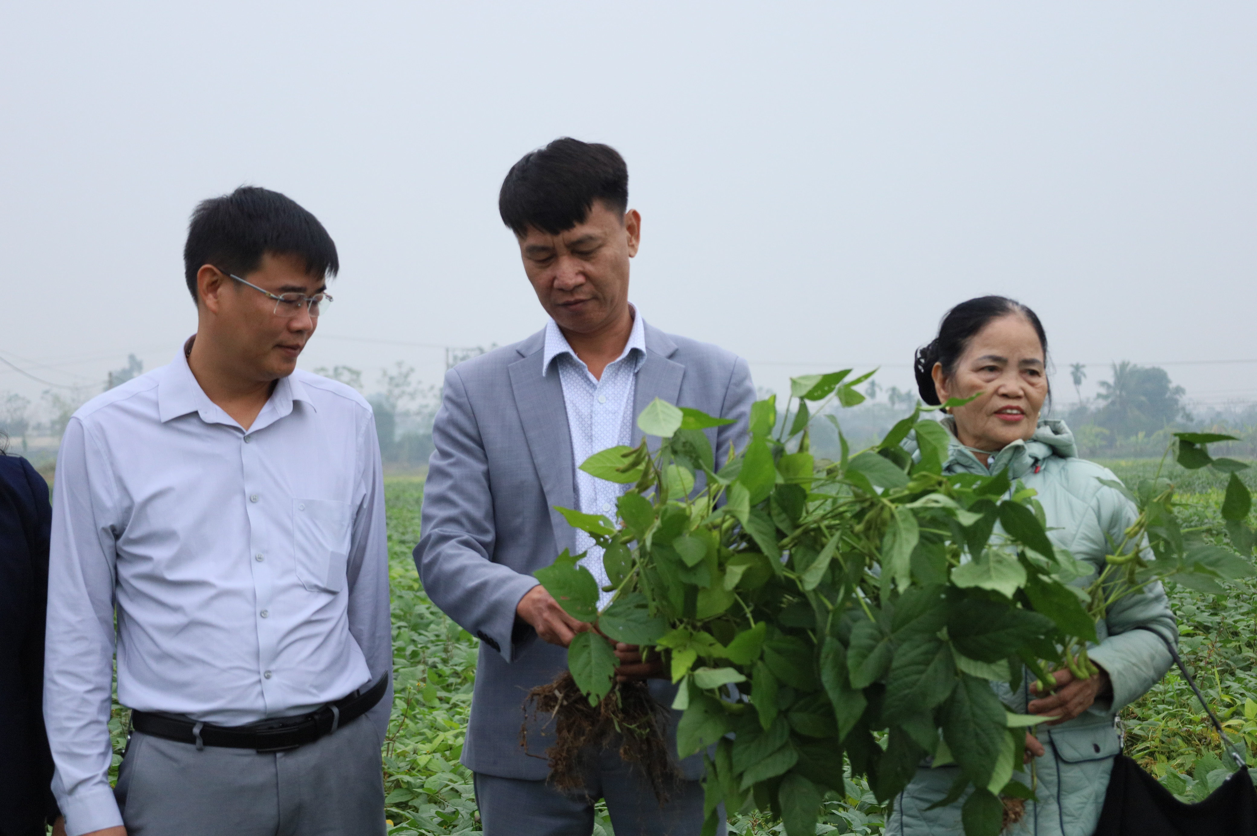 Tổng kết mô hình trình diễn giống đậu tương ĐT 32 tại xã Cổ Đô