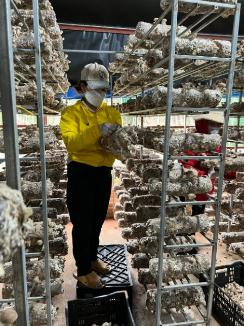 Triển vọng phát triển nghề trồng nấm tại Lâm Đồng