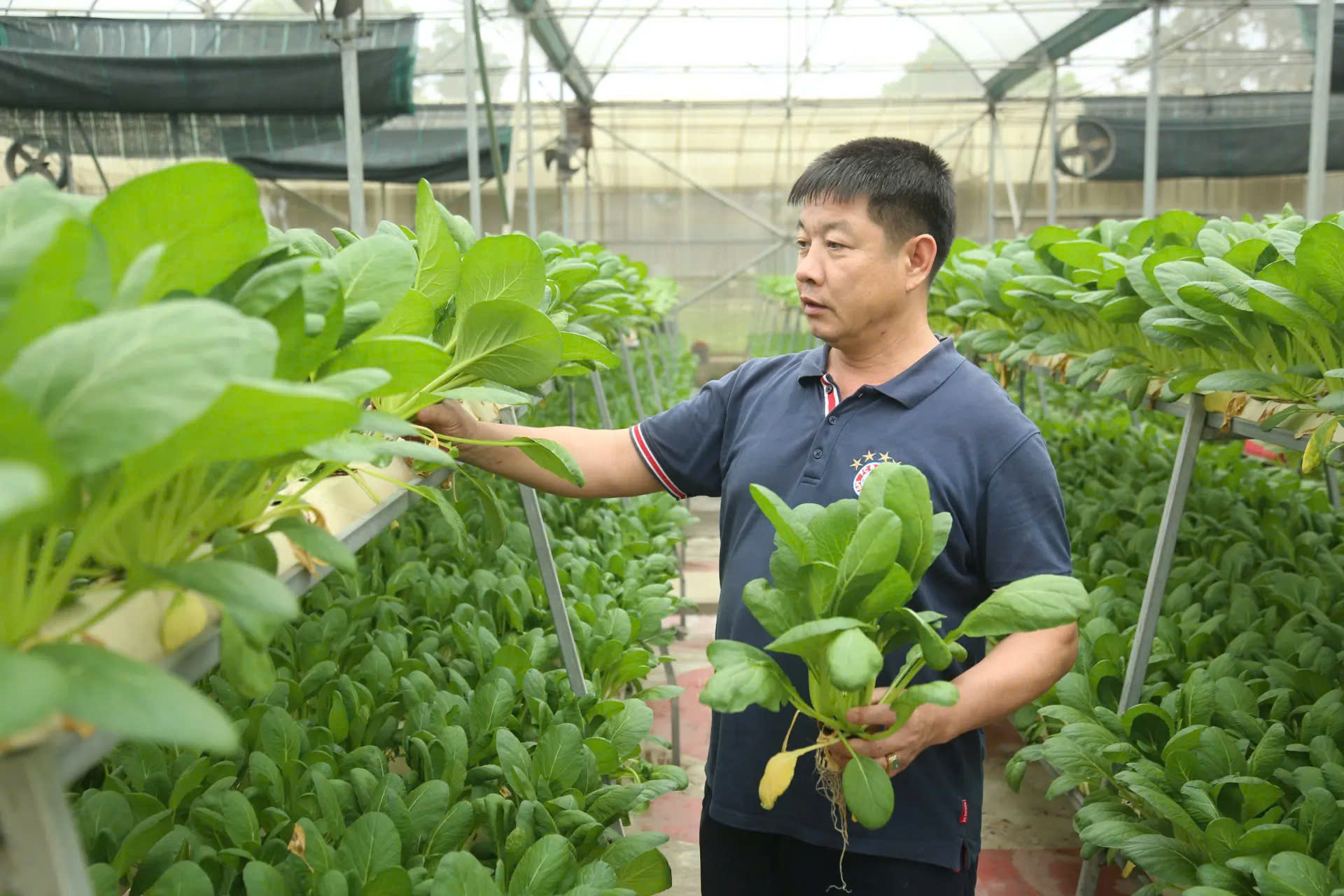 Bước chuyển chiến lược của nông nghiệp Hà Nội