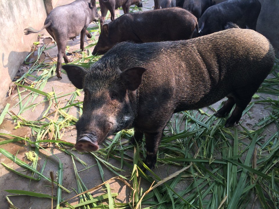 Trang trại lợn rừng sinh học Cẩm Đình