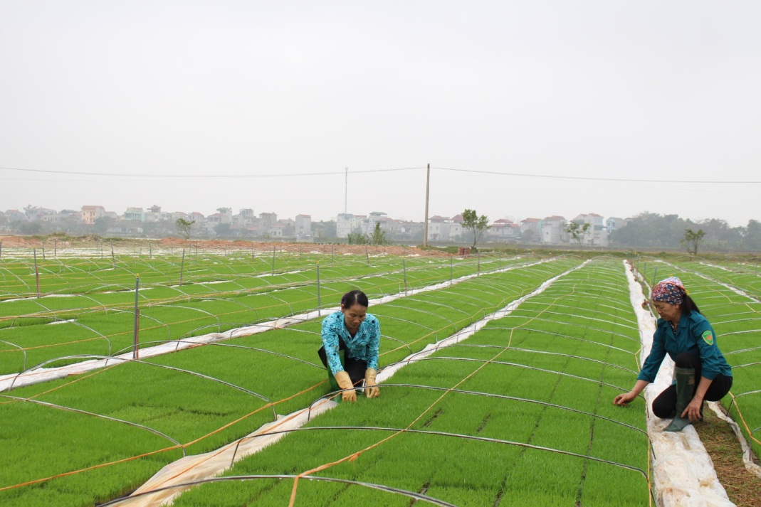 Kết quả xây dựng mô hình sản xuất mạ khay, cấy lúa bằng máy trên địa bàn  tỉnh Vĩnh Phúc