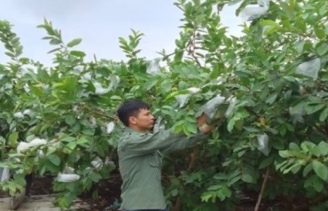 Tuyên Quang: Làm giàu từ mô hình kinh tế trồng cây ăn quả và chăn nuôi lợn áp dụng công nghệ cao