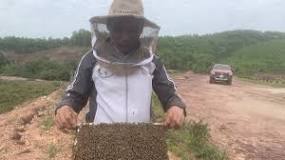 Mô hình đầu tiên nuôi ong mật trên rừng ngập mặn tại Quảng Ninh