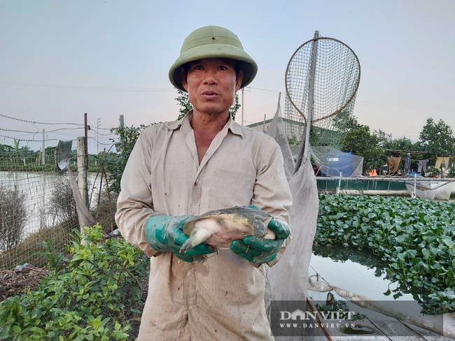 Phú Xuyên: Nuôi ba ba gai cùng cá chuối hoa cho thu nhập gần 100 triệu đồng/năm