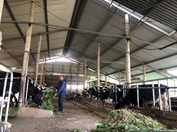 Trồng cỏ nuôi bò, mua lò chế biến sữa