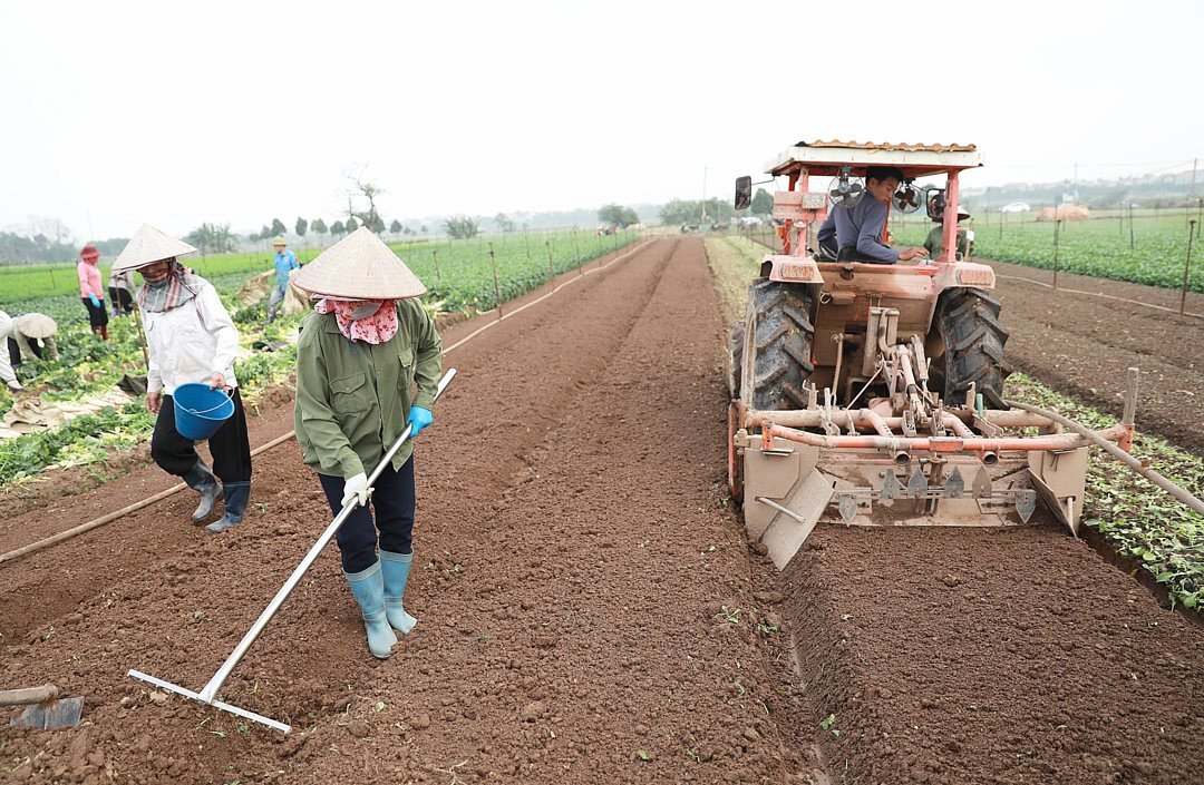 Nông nghiệp Hà Nội sau Tết Nguyên đán 2024: Gắn sản xuất với nhu cầu  thị trường