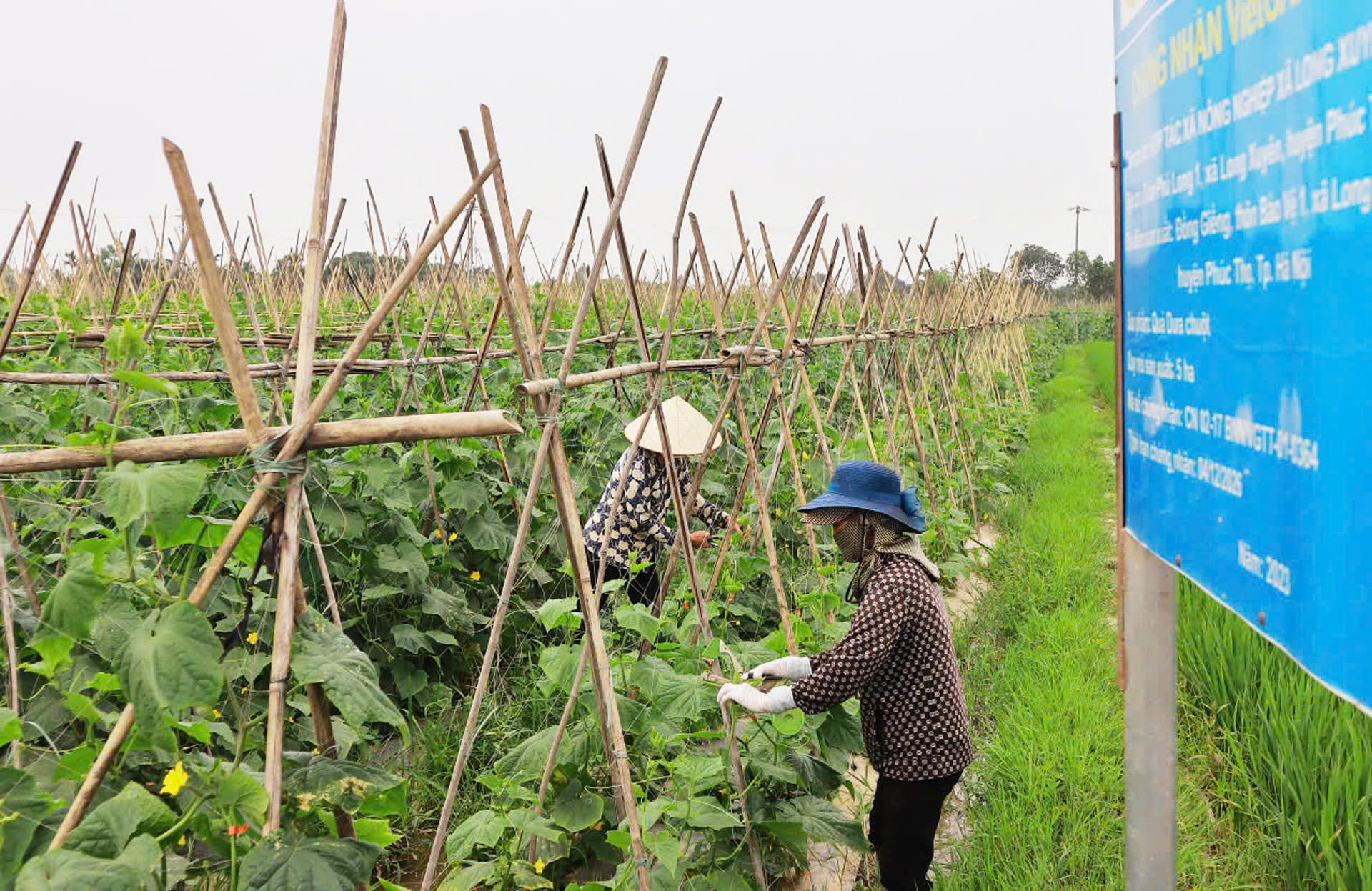 “Đánh thức” vùng đất bãi