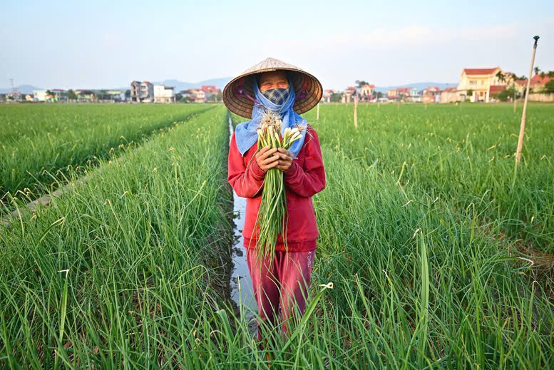 Thị trường rau củ nội địa: Cơ hội, thách thức và hướng phát triển