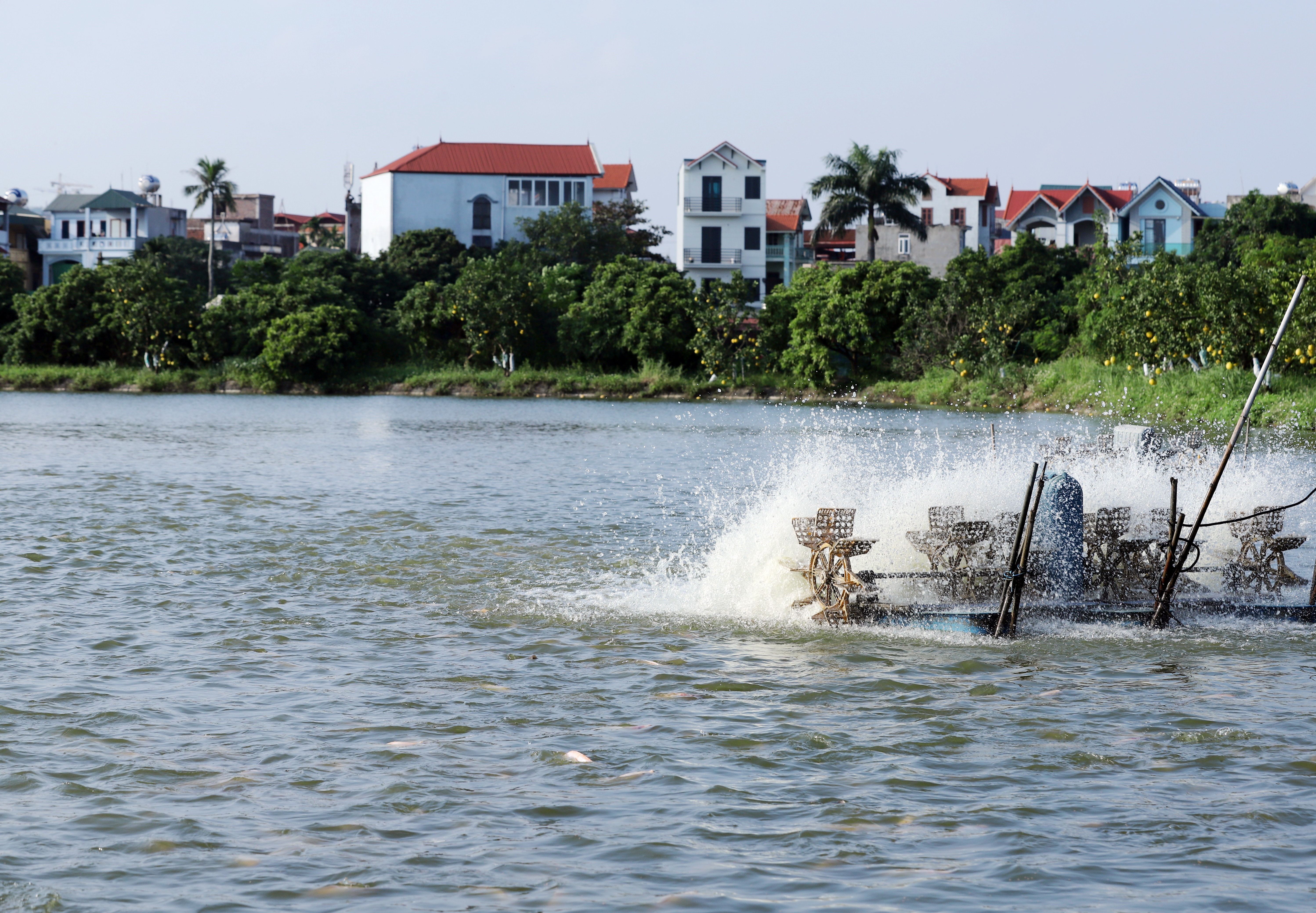 Một số biện pháp kỹ thuật phòng, chống nắng, nóng, hạn hán cho vật nuôi, thủy sản
