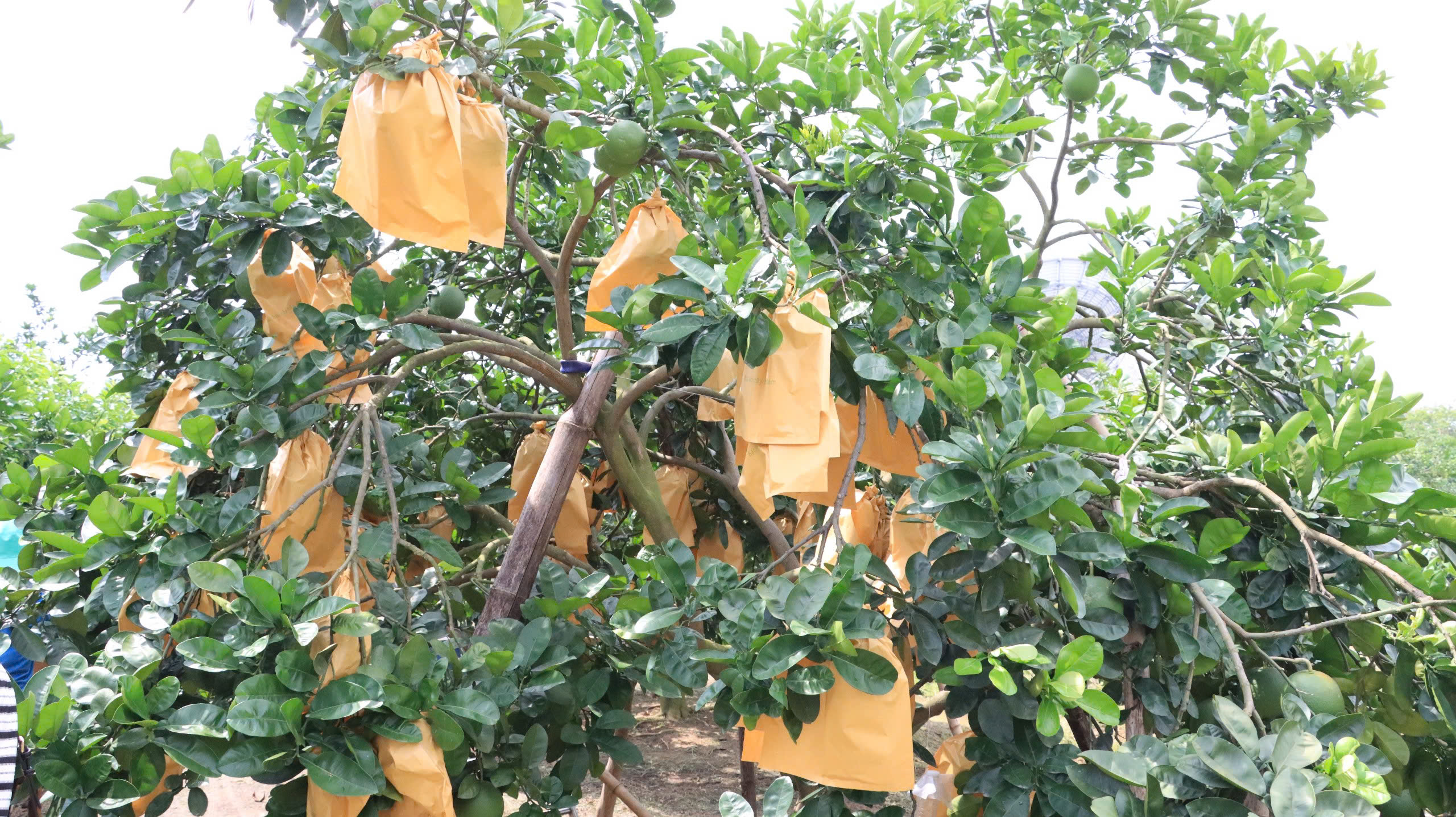 Hà Nội nâng giá trị cho cây bưởi