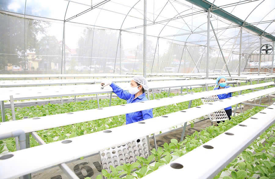 Ngành Nông nghiệp Hà Nội: Vượt qua vòng xoáy đô thị hóa, biến đổi  khí hậu