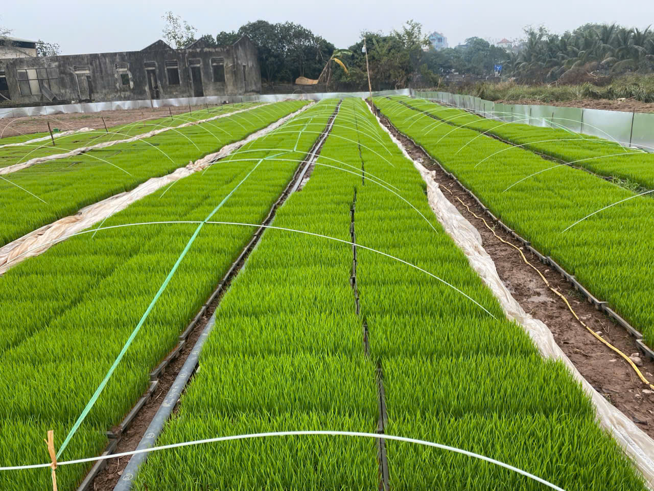 Xã Hòa Xá: Quyết tâm đưa cơ giới hóa vào đồng ruộng, giành vụ xuân thắng lợi