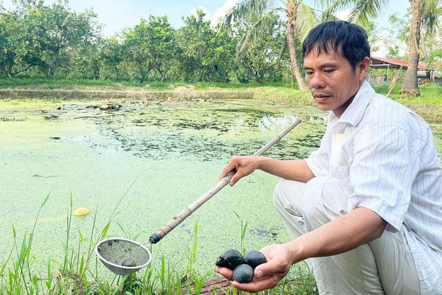 Hiệu quả từ mô hình nuôi ốc nhồi ở xã Ứng Thiên