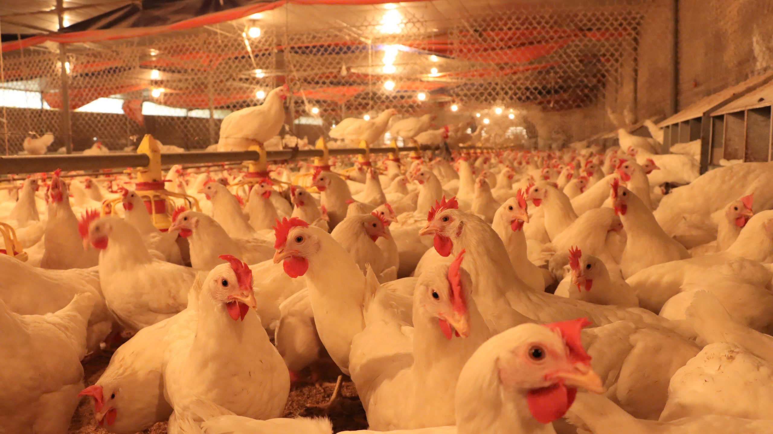 Hướng dẫn một số biện pháp kỹ thuật phòng, chống đói rét cho vật nuôi, thủy sản