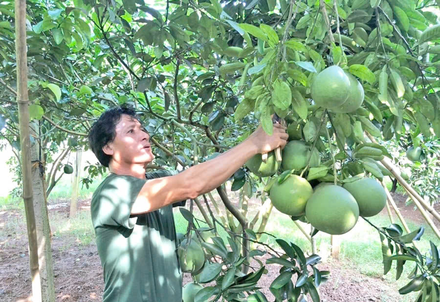 Xây dựng mô hình sản xuất bưởi theo hướng an toàn VietGAP
