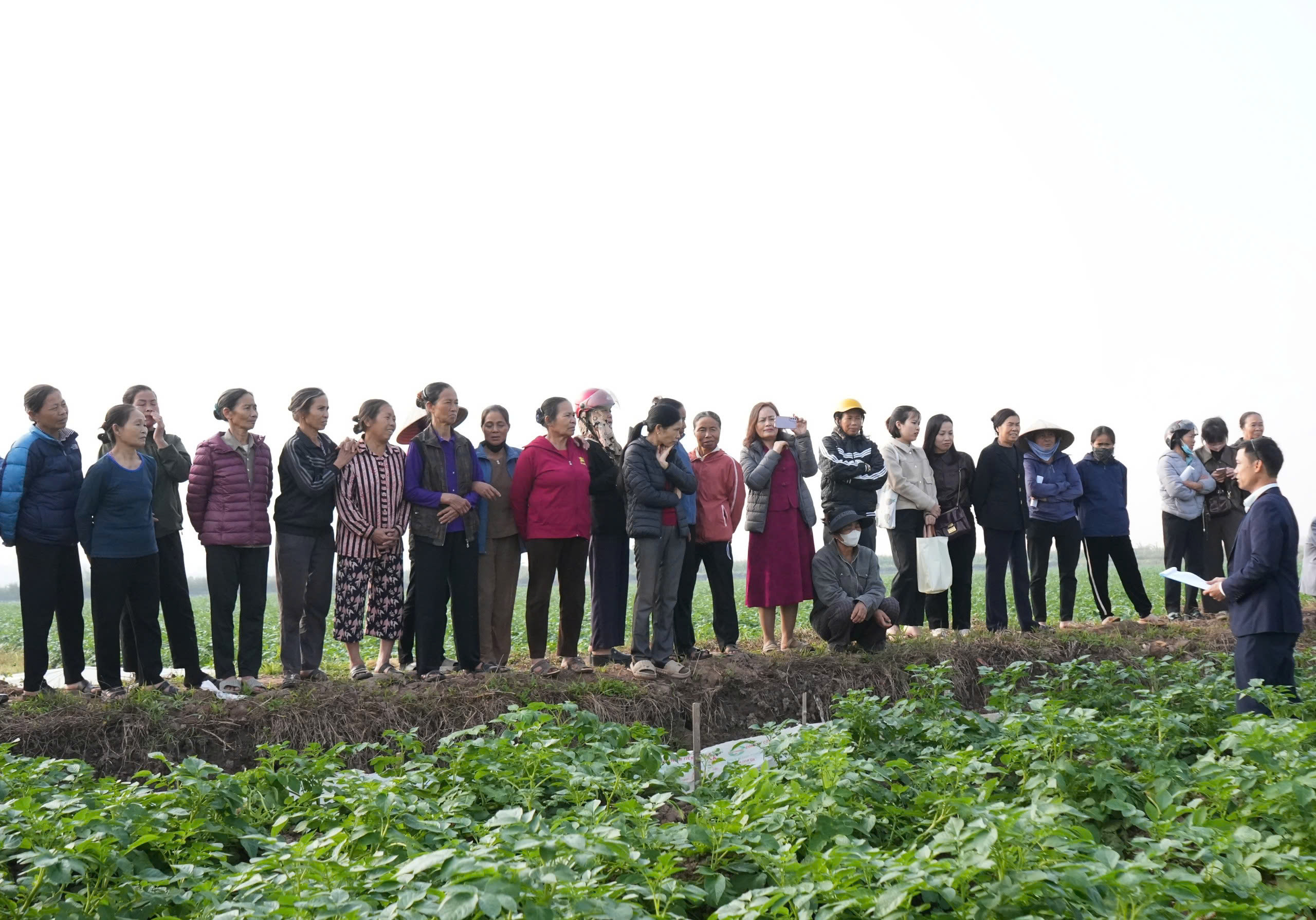 Hiệu quả mô hình sản xuất khoai tây chế biến vụ đông gắn với tiêu thụ sản phẩm