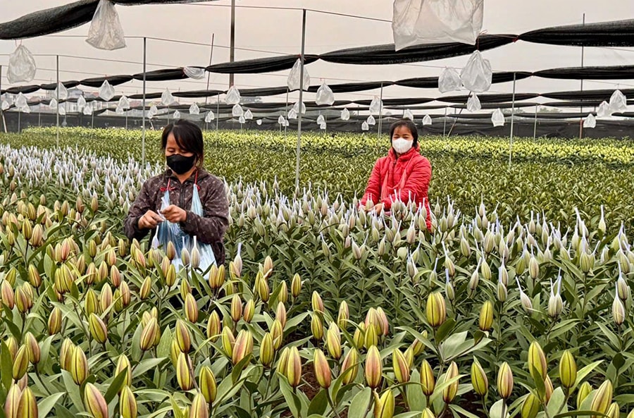 Chuẩn bị đón Tết Bính Ngọ: Làng hoa Hà Nội rộn ràng vào vụ