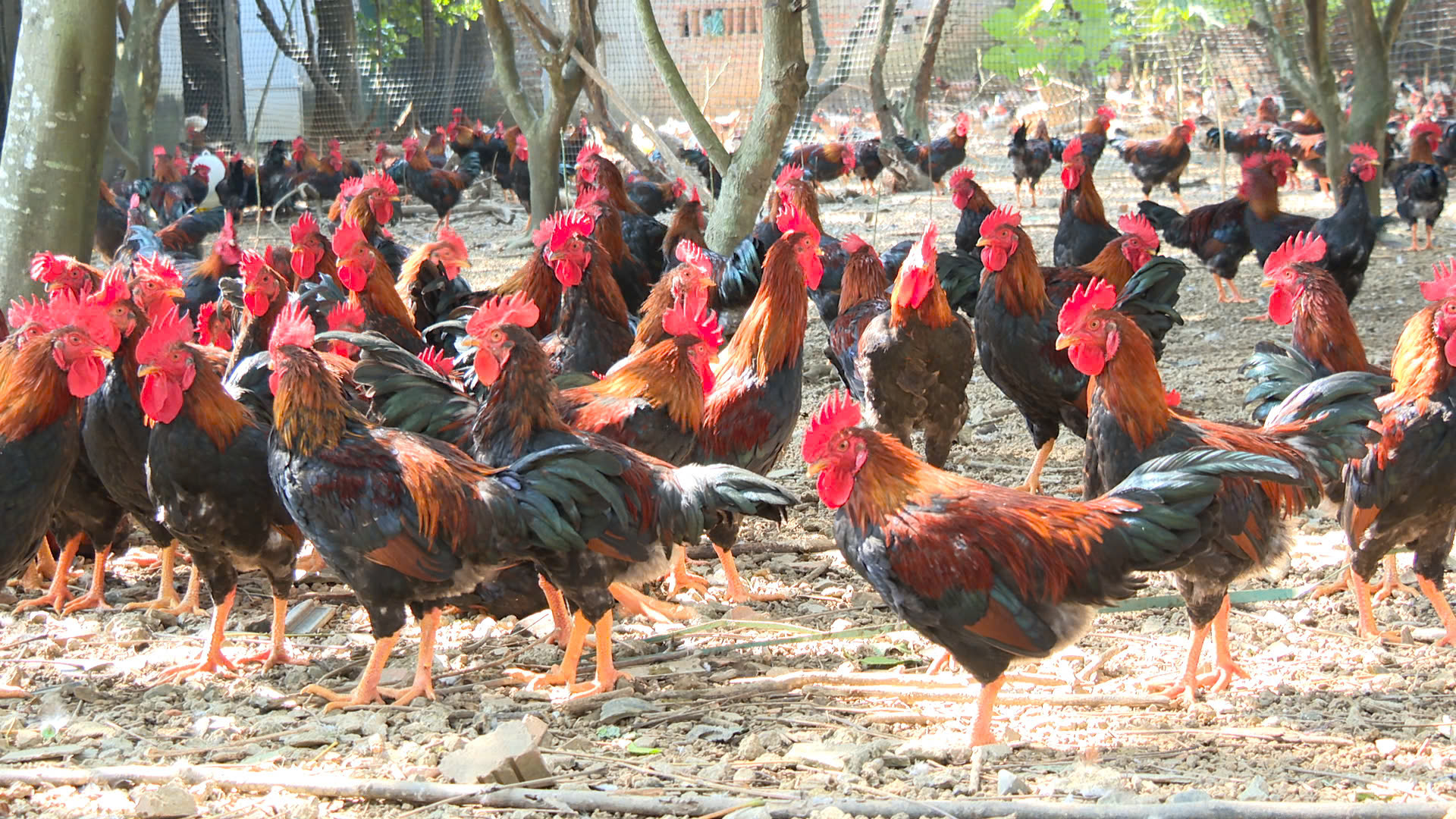 Mô hình chăn nuôi gà giúp nâng tầm chất lượng Gà lông màu tại hà nội