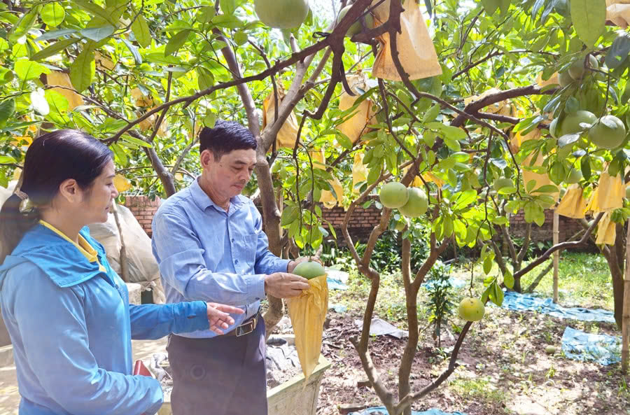 Dương Hòa sản xuất nông nghiệp gắn với bảo vệ môi trường