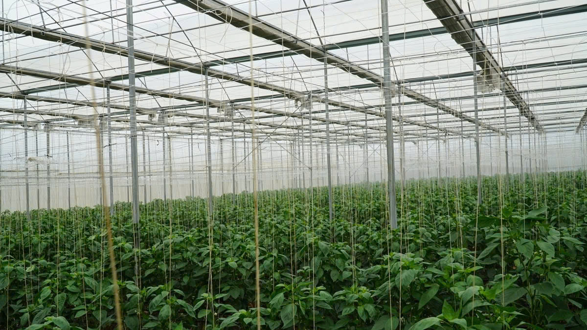 Nông dân Mộc Châu làm giàu từ rau: Đầu tư tiền tỷ, thu lại nhiều tỷ