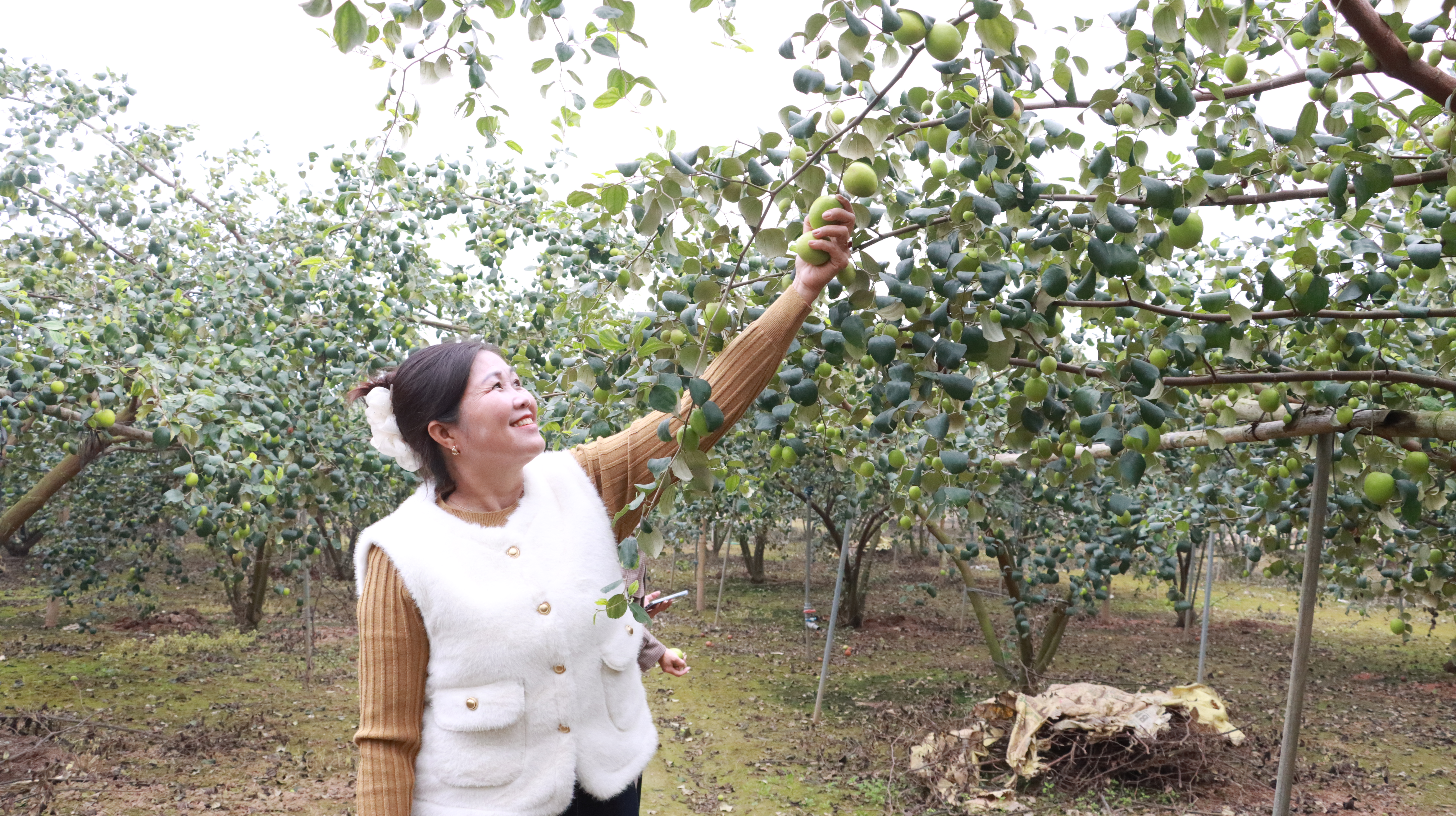 Xã minh châu đẩy mạnh phát triển nông nghiệp xanh