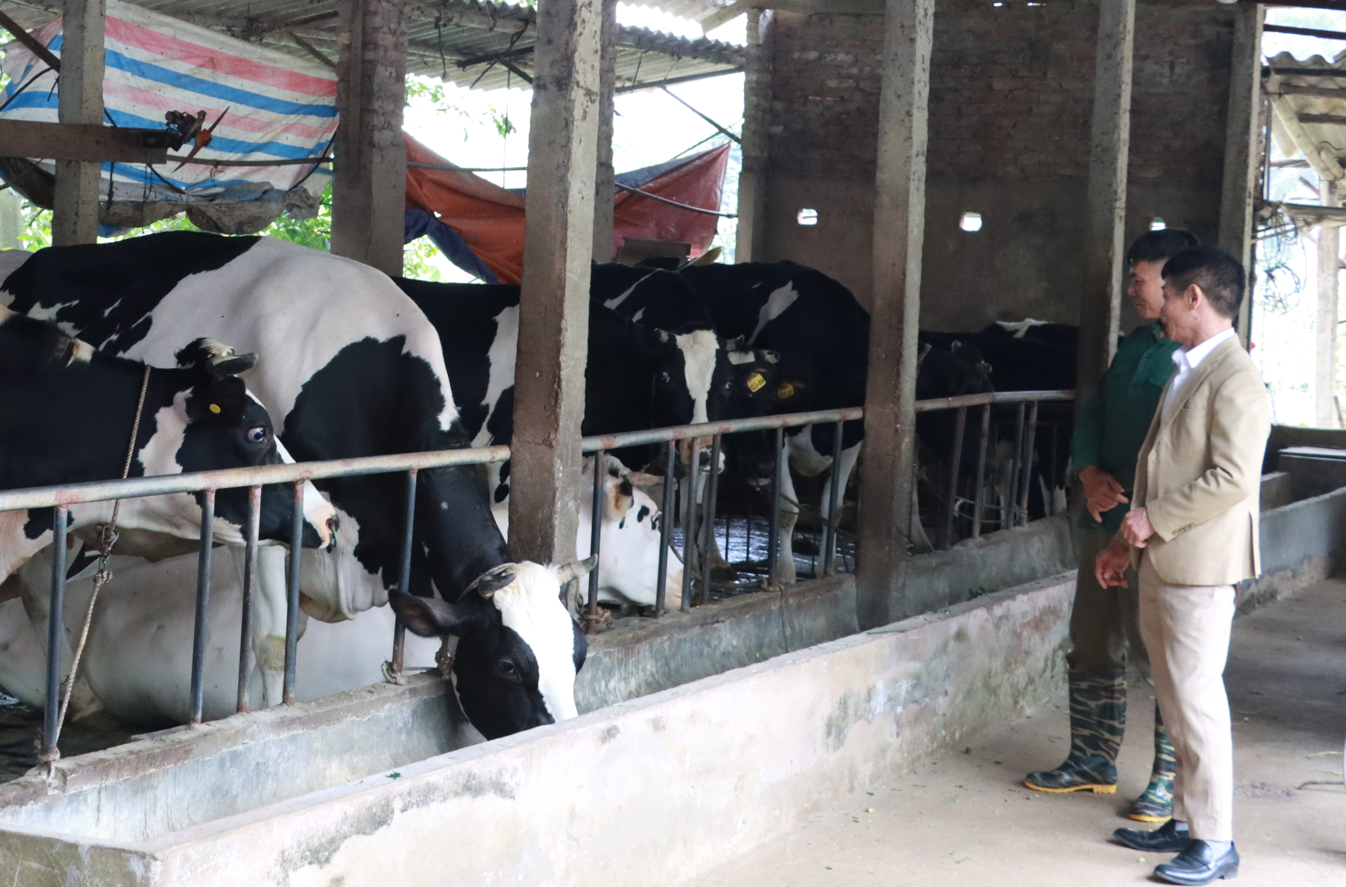 Liên kết phát triển chuỗi giá trị bò sữa