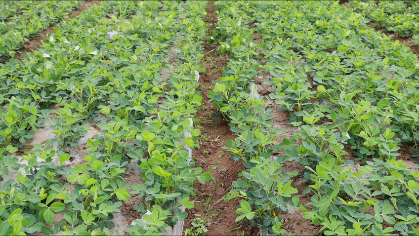 Mô hình sản xuất giống lạc L32 tại xã Hòa Xá