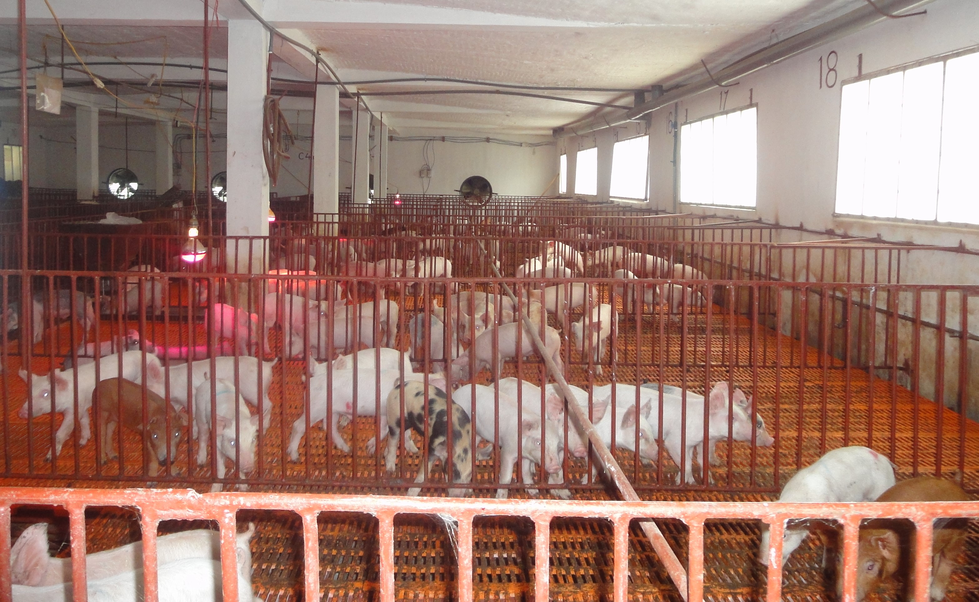 Biện pháp phòng và điều trị bệnh cúm lợn