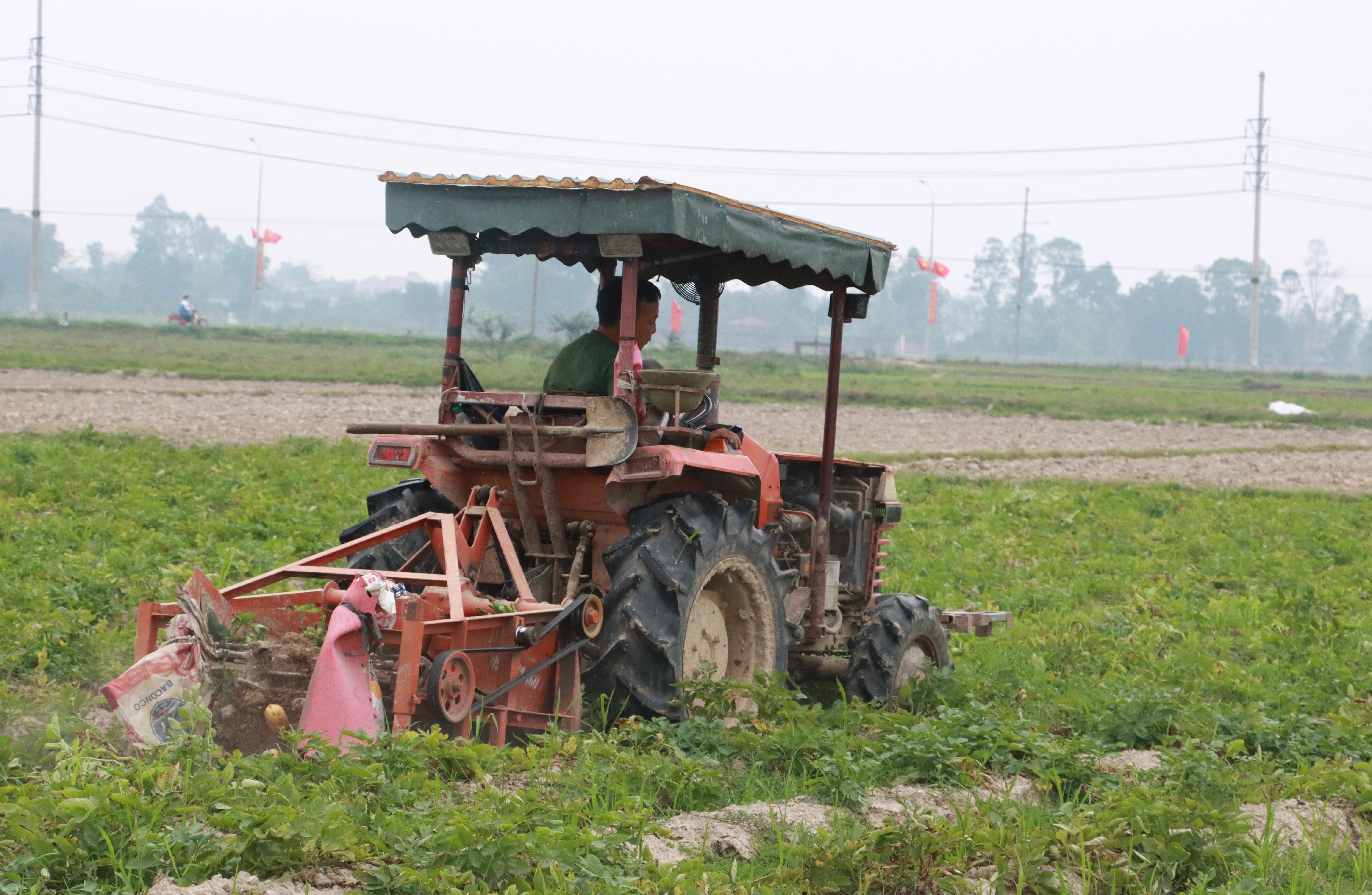 Hiệu quả sản xuất khoai tây tập trung vụ đông hướng hàng hóa năm 2025 tại xã Đa Phúc