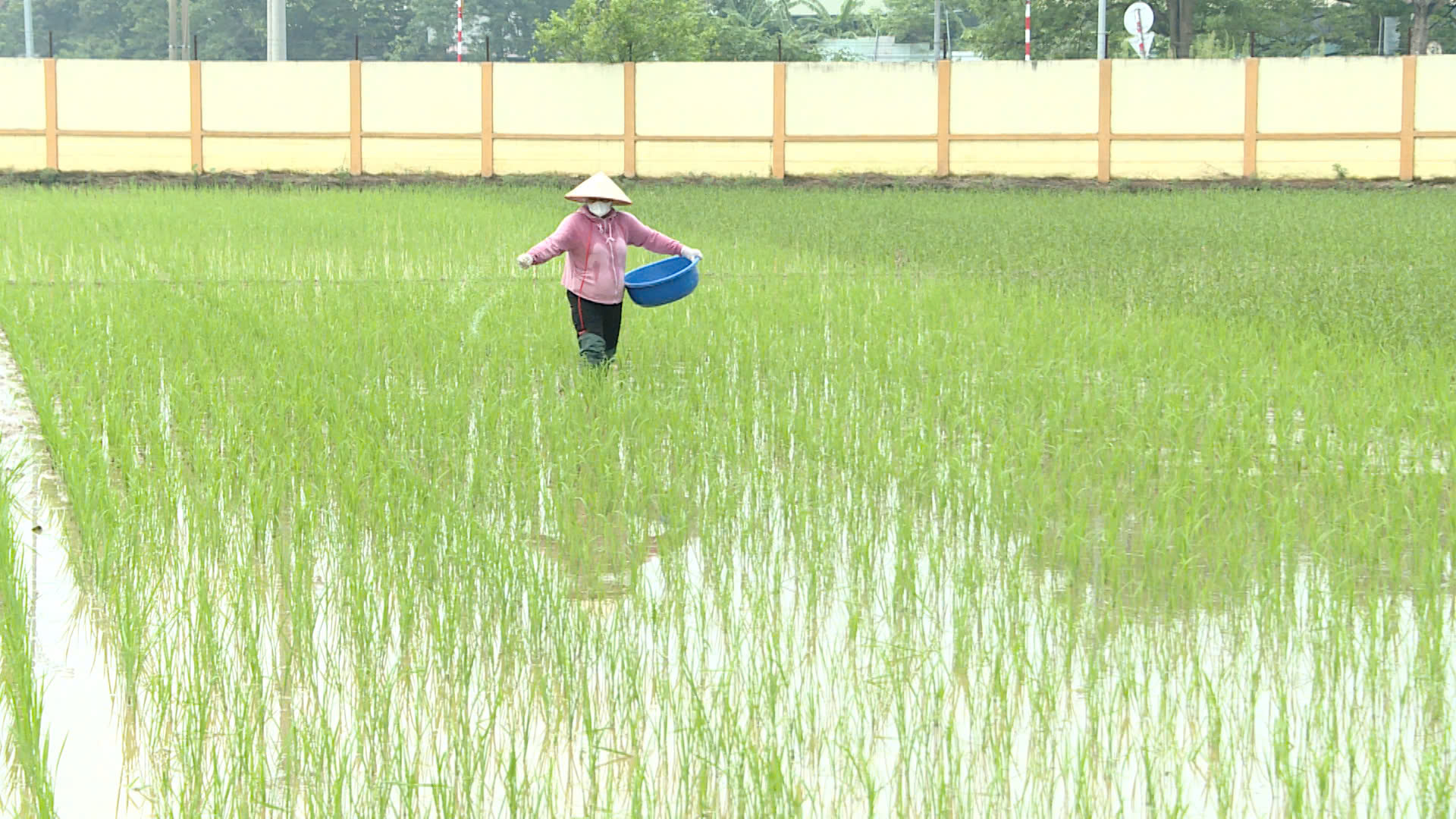 Không để bùng phát sâu, bệnh hại cho lúa vụ xuân