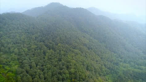 Hà nội phấn đấu nâng tỷ lệ che phủ rừng lên 6,2% vào năm 2030