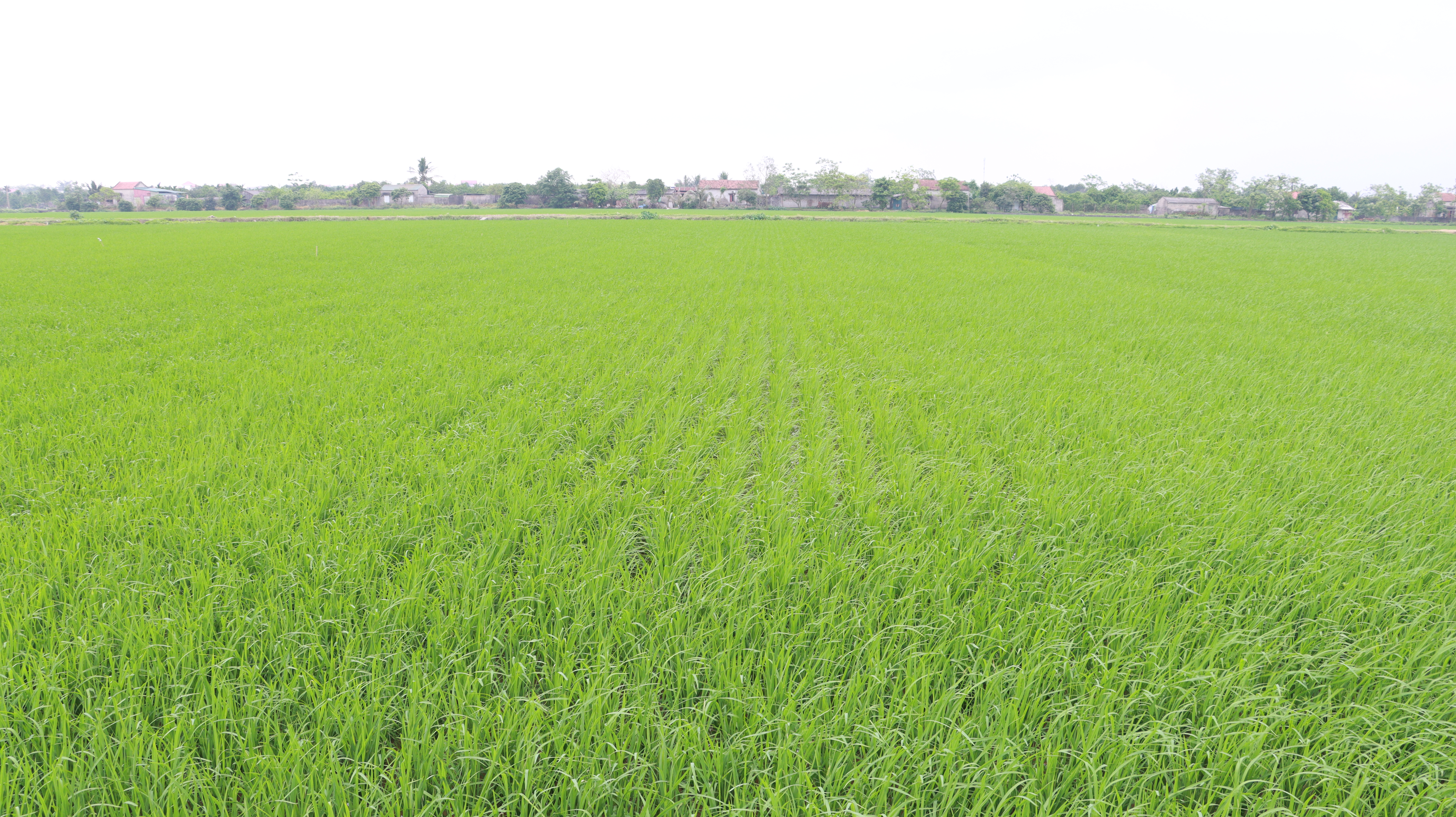 Tăng cường phòng trừ sâu bệnh hại cây trồng vụ Xuân 2026