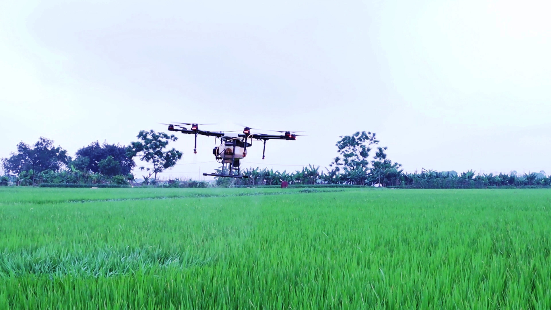 Chủ động kiểm soát sâu bệnh hại lúa trong điều kiện thời tiết bất lợi